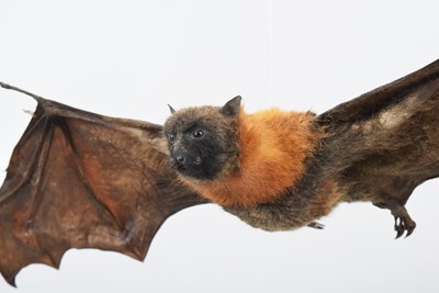 Lot 53 - Taxidermy: Grey-headed Flying Fox (Pteropus...