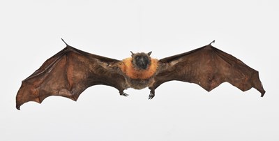 Lot 53 - Taxidermy: Grey-headed Flying Fox (Pteropus...