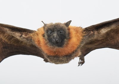 Lot 53 - Taxidermy: Grey-headed Flying Fox (Pteropus...