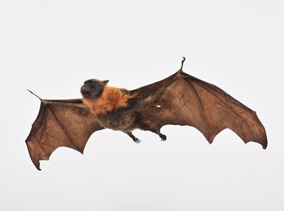 Lot 21 - Taxidermy: Grey-headed Flying Fox (Pteropus...