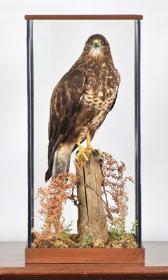 Lot Taxidermy: A Cased Common Buzzard (Buteo...