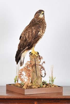 Lot 77 - Taxidermy: A Cased Common Buzzard (Buteo...