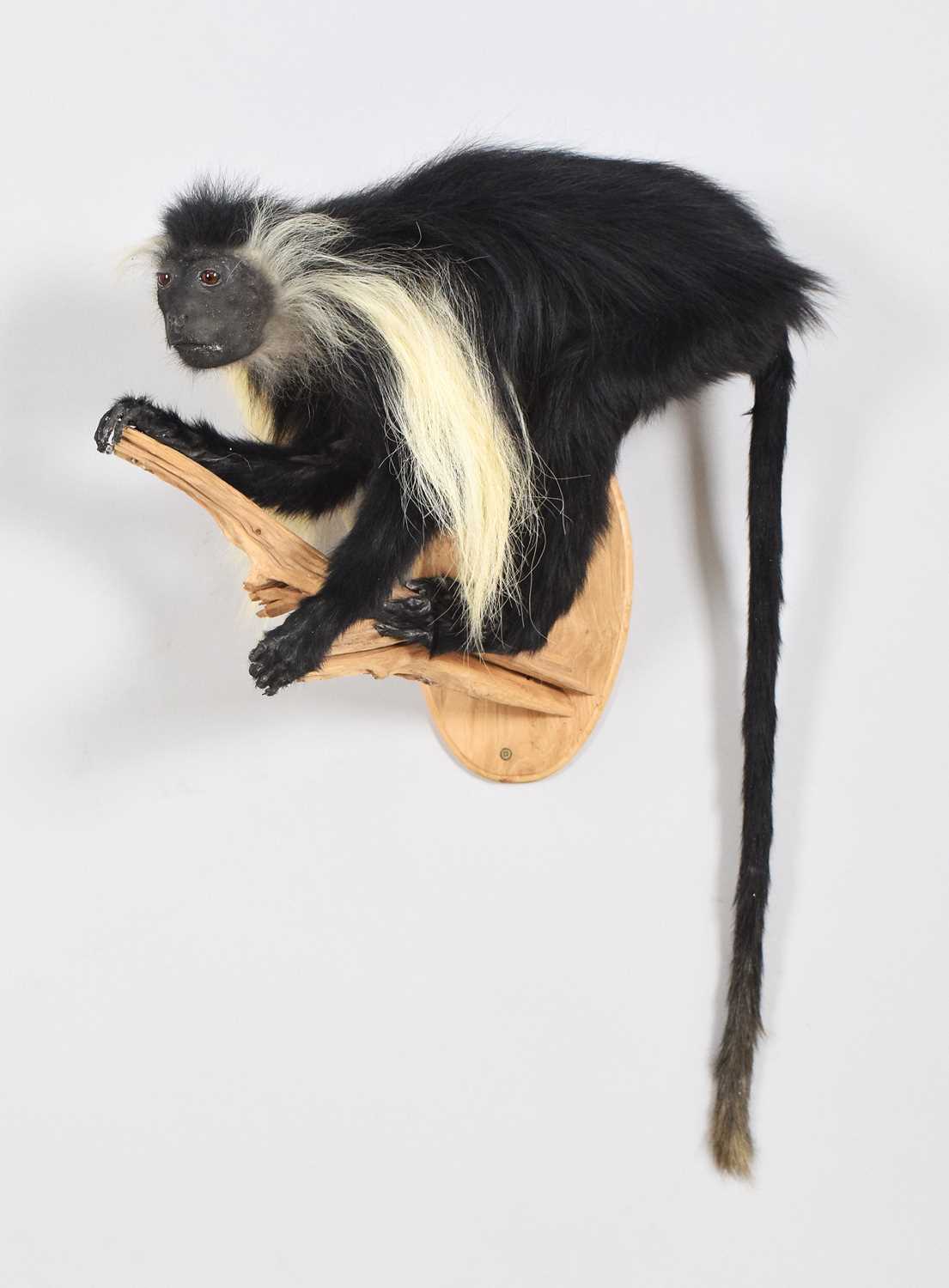 Lot 52 - Taxidermy: Angolan Colobus Monkey (Colobus...