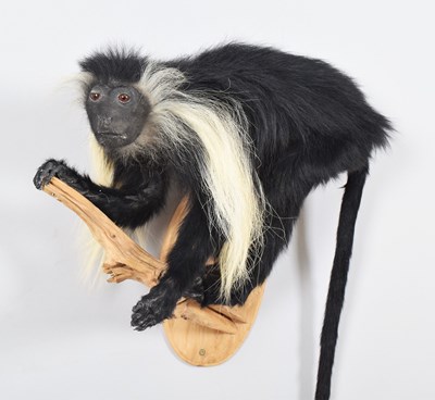 Lot 52 - Taxidermy: Angolan Colobus Monkey (Colobus...