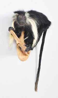 Lot 52 - Taxidermy: Angolan Colobus Monkey (Colobus...