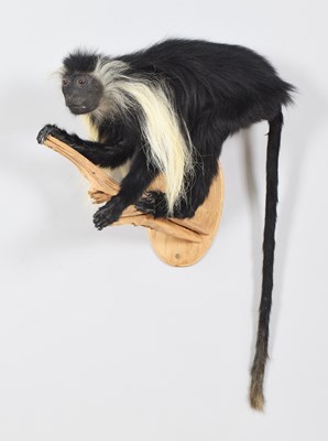Lot 52 - Taxidermy: Angolan Colobus Monkey (Colobus...
