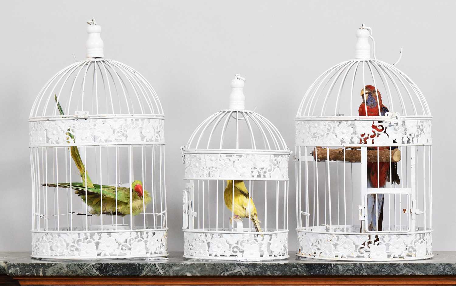Lot 1122 - Taxidermy: A Crimson Rosella Parrot and Green...