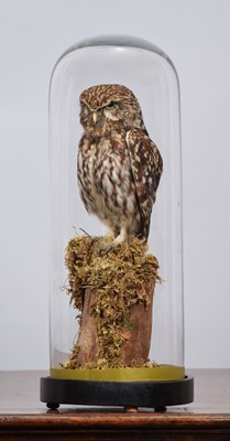 Lot 1300 - Taxidermy: A European Little Owl (Athene...