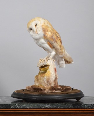 Lot 51 - Taxidermy: European Barn Owl (Tyto alba),...