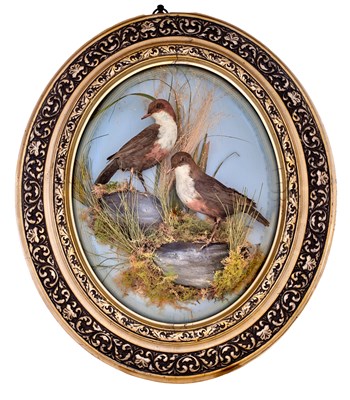 Lot 3 - Taxidermy: A Wall Dome of White-throated...