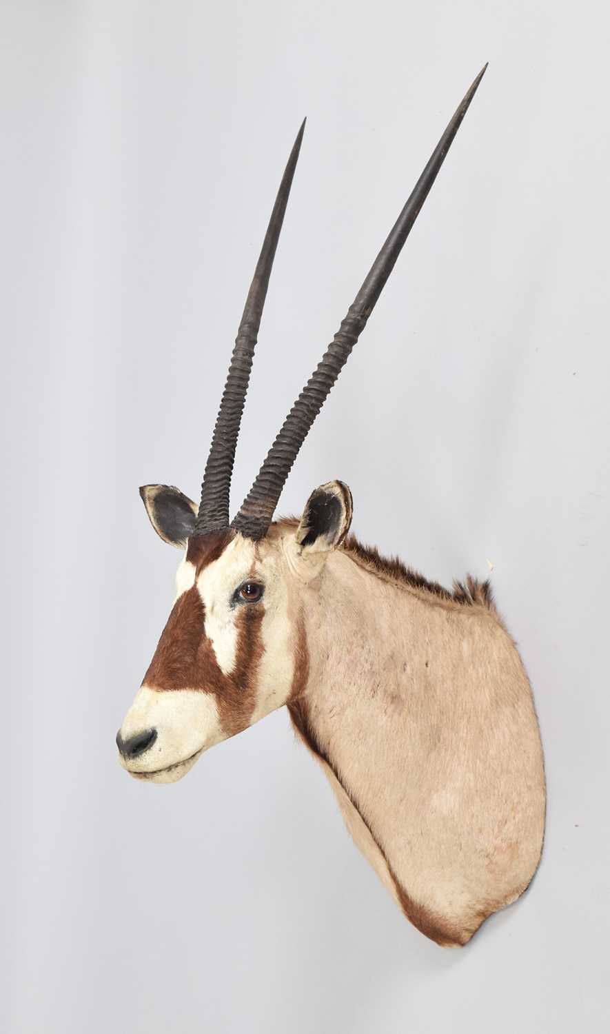 Lot 76 - Taxidermy: Gemsbok Oryx (Oryx gazella), late...