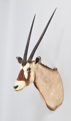 Lot Taxidermy: Gemsbok Oryx (Oryx gazella), late...