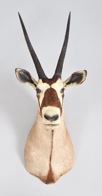 Lot 76 - Taxidermy: Gemsbok Oryx (Oryx gazella), late...