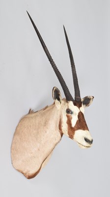 Lot 76 - Taxidermy: Gemsbok Oryx (Oryx gazella), late...