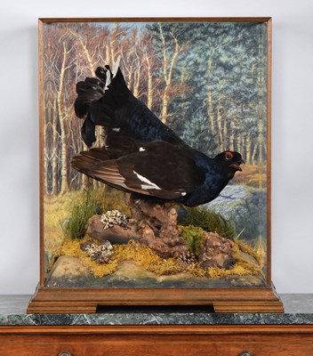 Lot Taxidermy: A Cased Black Grouse (Lyrurus...
