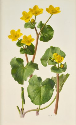 Lot 1065 - Raymond Booth (1929-2015) Study of Caltha...