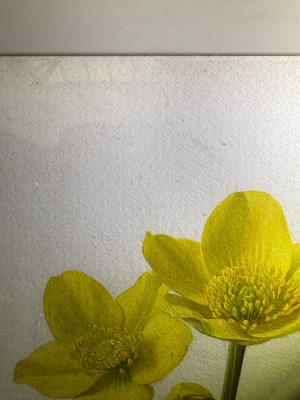 Lot 1065 - Raymond Booth (1929-2015) Study of Caltha...