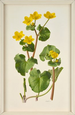 Lot 1065 - Raymond Booth (1929-2015) Study of Caltha...