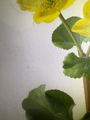 Lot 1065 - Raymond Booth (1929-2015) Study of Caltha...