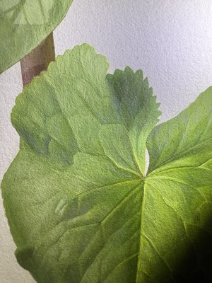 Lot 1065 - Raymond Booth (1929-2015) Study of Caltha...