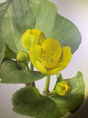 Lot 1065 - Raymond Booth (1929-2015) Study of Caltha...