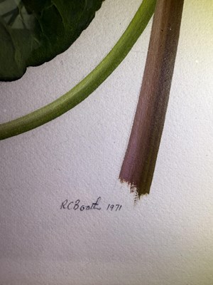 Lot 1065 - Raymond Booth (1929-2015) Study of Caltha...