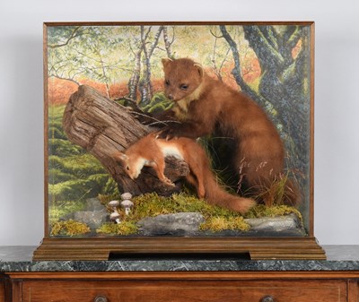 Lot Taxidermy: A Cased European Pine Marten and...