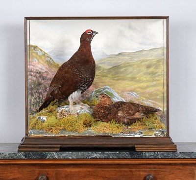 Lot Taxidermy: A Cased Pair of Red Grouse (Lagopus...