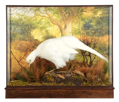 Lot Taxidermy: A Cased White Ring-necked Pheasant...