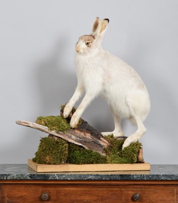 Lot Taxidermy: Scottish Mountain Hare (Lepus...