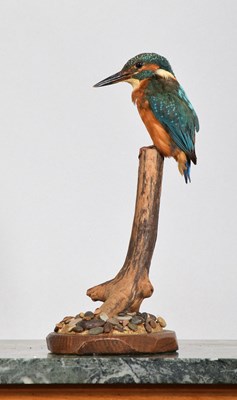 Lot Taxidermy: European Kingfisher (Alcedo athis),...