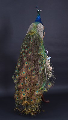 Lot Taxidermy: Indian Peacock (Pavo cristatus),...