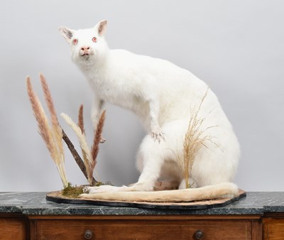 Lot Taxidermy: Albino Wallaby (Macropus...