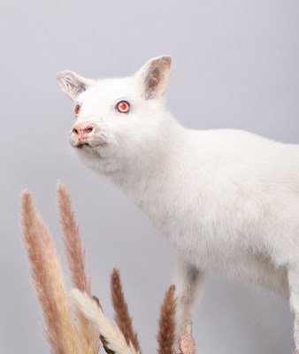 Lot 66 - Taxidermy: Albino Wallaby (Macropus...