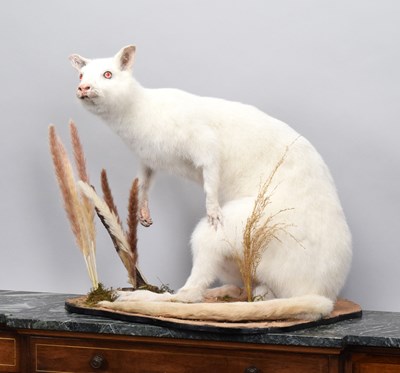Lot 66 - Taxidermy: Albino Wallaby (Macropus...
