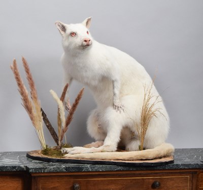Lot 66 - Taxidermy: Albino Wallaby (Macropus...