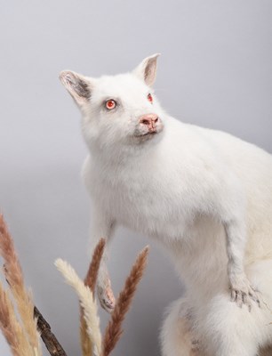 Lot 66 - Taxidermy: Albino Wallaby (Macropus...
