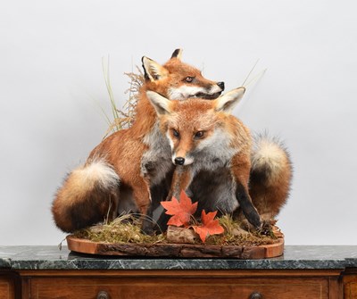 Lot Taxidermy: A Pair of European Red Foxes...