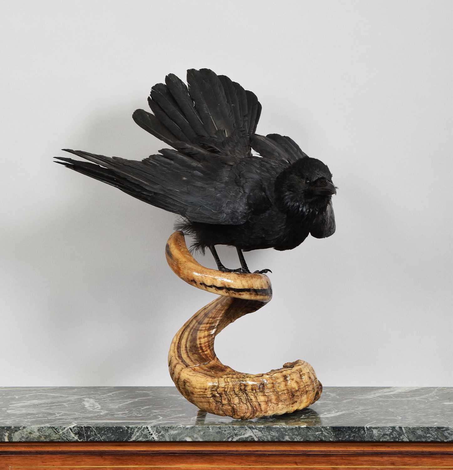 Lot 1136 - Taxidermy: A Carrion Crow on a Sheep Horn...