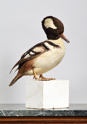 Lot Taxidermy: A Victorian Hooded Merganser...
