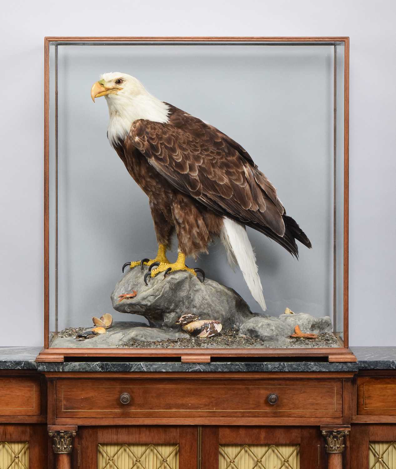 Lot 37 - Taxidermy: A Cased Bald Eagle (Haliaeetus...