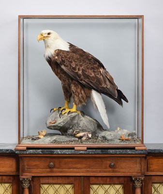 Lot Taxidermy: A Cased Bald Eagle (Haliaeetus...