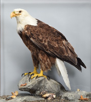 Lot 37 - Taxidermy: A Cased Bald Eagle (Haliaeetus...