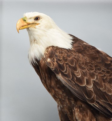 Lot 37 - Taxidermy: A Cased Bald Eagle (Haliaeetus...