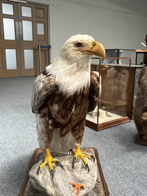 Lot 37 - Taxidermy: A Cased Bald Eagle (Haliaeetus...