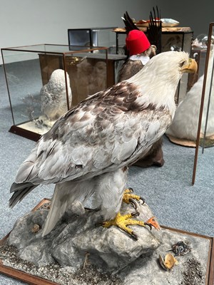 Lot 37 - Taxidermy: A Cased Bald Eagle (Haliaeetus...