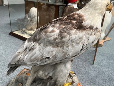 Lot 37 - Taxidermy: A Cased Bald Eagle (Haliaeetus...