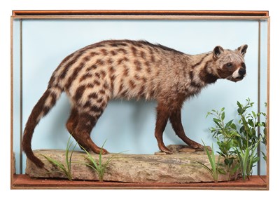 Lot Taxidermy: A Wall Cased African Civet...