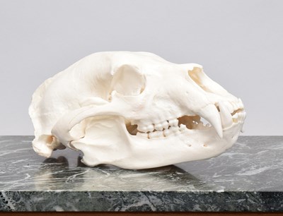 Lot Skulls/Anatomy: North American Black Bear...