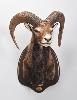 Lot Taxidermy: European Mouflon (Ovis aries...